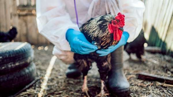 CDC declares bird flu emergency over as experts warn of possible fall resurgence