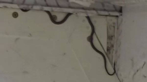 Snake captured on passenger plane - as expert reveals how it got there Snake captured on passenger plane - as expert reveals how it got there