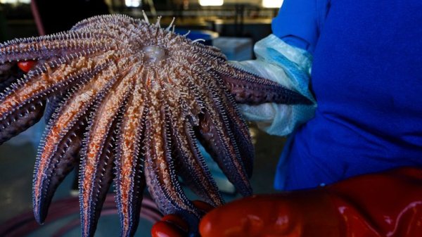 Mystery of what killed billions of starfish solved, say scientists Mystery of what killed billions of starfish solved, say scientists