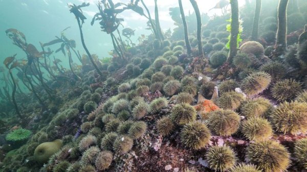 Mystery of what killed billions of starfish solved, say scientists Mystery of what killed billions of starfish solved, say scientists