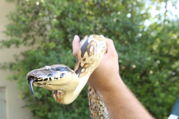 Snake urine may lead to better kidney stone, gout treatments Snake urine may lead to better kidney stone, gout treatments